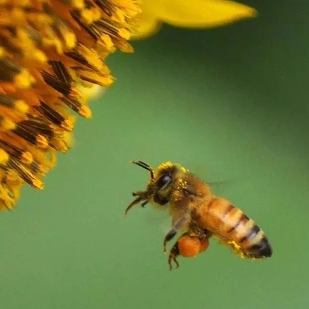 蜜蜂养殖技术 养殖蜜蜂 生姜蜂蜜祛斑 什么蜂蜜好 哪种蜂蜜最好