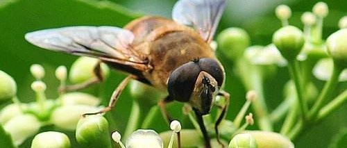 蜂蜜水怎么冲 吃蜂蜜会长胖吗 蜜蜂养殖 蜂蜜的吃法 蜂蜜怎样祛斑