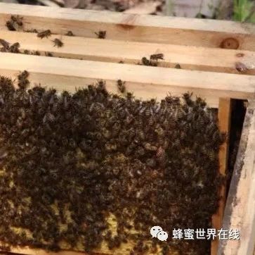 蜂蜜敷脸 蜜蜂养殖技术视频全集 喝蜂蜜水会胖吗 牛奶蜂蜜可以一起喝吗 自制蜂蜜柚子茶
