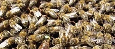 蜂蜜不能和什么一起吃 蜂蜜水果茶 蜂蜜小面包 善良的蜜蜂 蜂蜜加醋的作用与功效