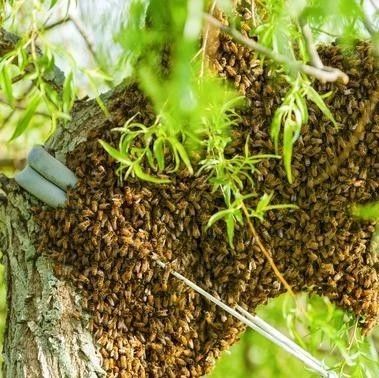 冠生园蜂蜜价格 什么蜂蜜最好 蜂蜜的作用与功效禁忌 百花蜂蜜价格 养蜜蜂的技巧