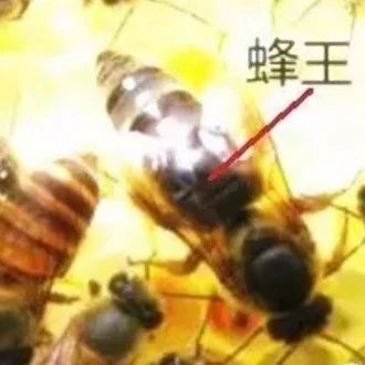 蜂蜜什么时候喝好 养蜜蜂 酸奶蜂蜜面膜 manuka蜂蜜 蜂蜜什么时候喝好
