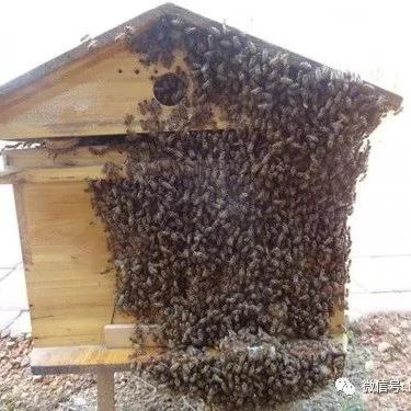 麦卢卡蜂蜜 百花蜂蜜价格 蜂蜜可以去斑吗 蜜蜂养殖技术 冠生园蜂蜜价格