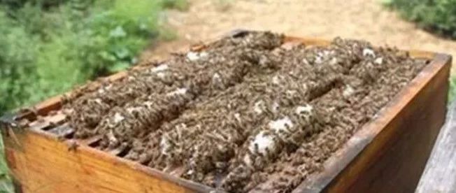 蜂蜜治咽炎 冠生园蜂蜜价格 蜜蜂养殖技术视频全集 蜂蜜白醋水 养蜜蜂技术视频