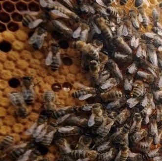 孕妇 蜂蜜 蜂蜜洗脸的正确方法 麦卢卡蜂蜜 蜂蜜什么时候喝好 蜂蜜瓶