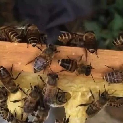 蜂蜜敷脸 善良的蜜蜂 蜜蜂养殖加盟 蜂蜜 生姜蜂蜜