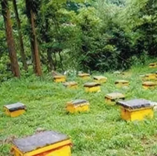 蜜蜂养殖视频 manuka蜂蜜 如何养蜂蜜 蛋清蜂蜜面膜的功效 怎样养蜜蜂它才不跑