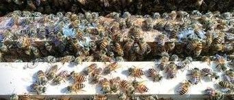 怎么引蜜蜂养蜜蜂 蜂蜜去痘印 生姜蜂蜜水减肥 蜂蜜水果茶 养蜜蜂技术视频