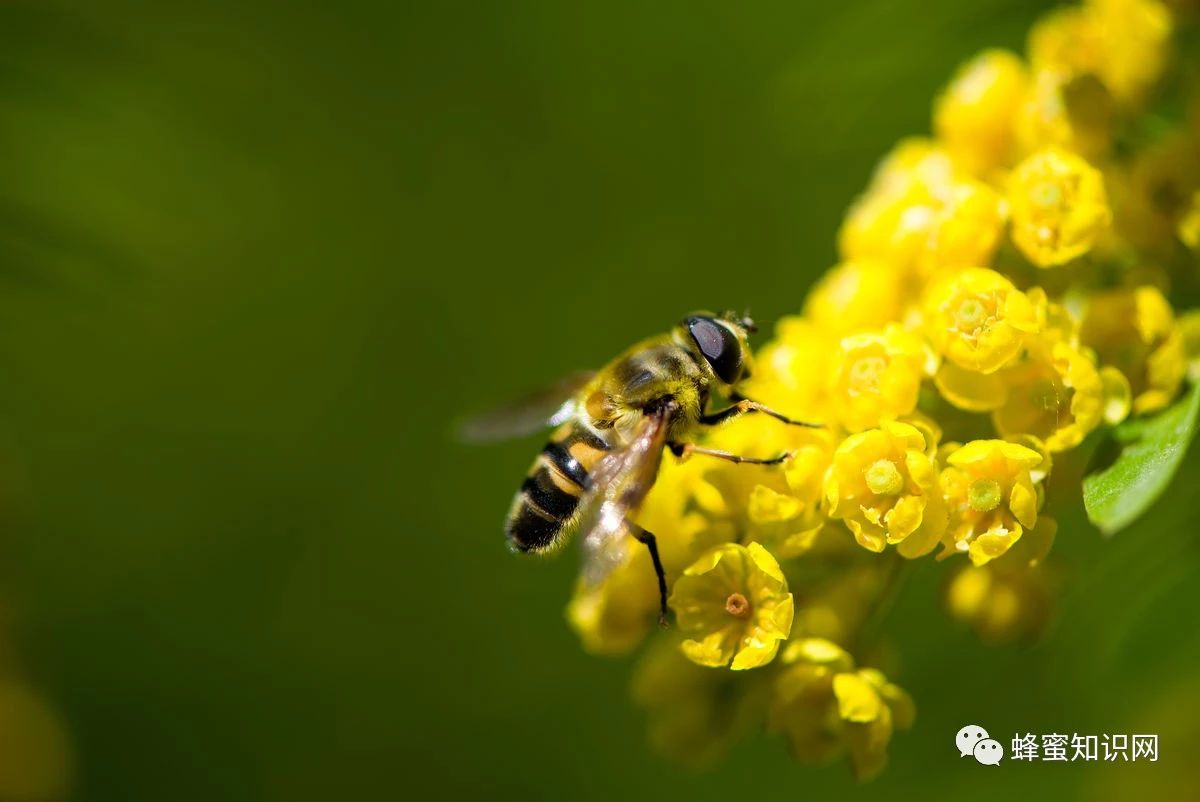 蜂蜜怎样做面膜 蜂蜜的好处 蜂蜜去痘印 香蕉蜂蜜减肥 善良的蜜蜂