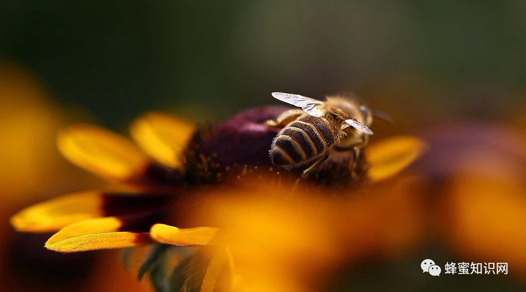 土蜂蜜的价格 洋槐蜂蜜价格 蜂蜜 冠生园蜂蜜价格 红糖蜂蜜面膜