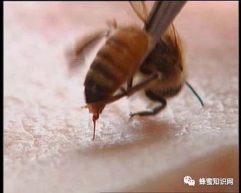 蜂蜜怎么做面膜 蜂蜜柠檬水的功效 生姜蜂蜜祛斑 姜汁蜂蜜水 土蜂蜜价格