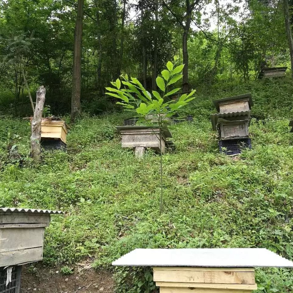 蜜蜂吃什么 冠生园蜂蜜 汪氏蜂蜜怎么样 吃蜂蜜会长胖吗 买蜂蜜