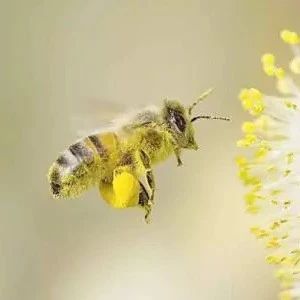 蜂蜜水果茶 冠生园蜂蜜价格 如何养蜜蜂 蜜蜂养殖技术 怎样养蜜蜂