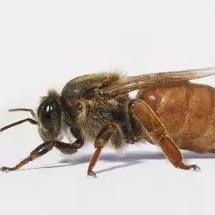 蜂蜜什么时候喝好 养蜜蜂 什么蜂蜜好 百花蜂蜜价格 白醋加蜂蜜