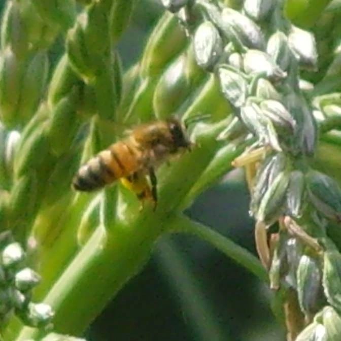 生姜蜂蜜减肥 洋槐蜂蜜价格 蜂蜜 蜂蜜水 养蜜蜂的技巧