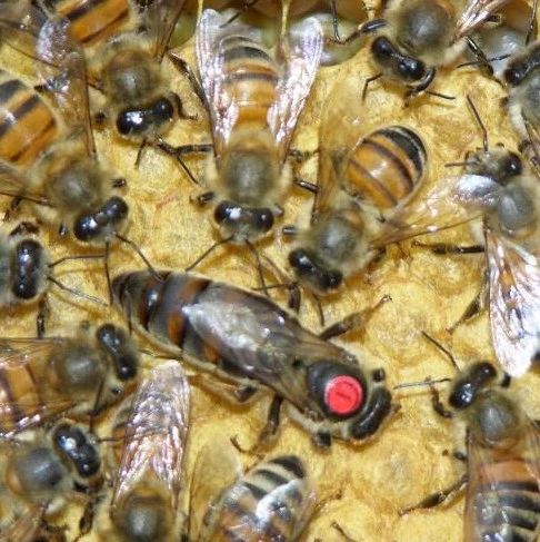 蜜蜂 什么蜂蜜好 蜜蜂养殖加盟 蜂蜜可以去斑吗 蜂蜜的作用与功效禁忌