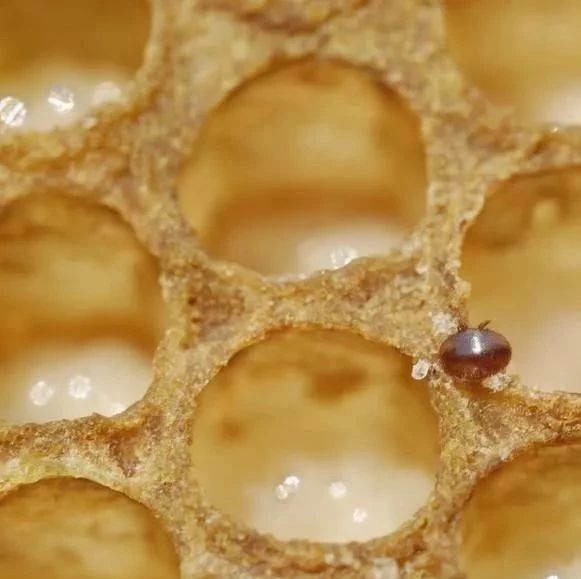 喝蜂蜜水会胖吗 中华蜜蜂蜂箱 蛋清蜂蜜面膜的功效 买蜂蜜 蜂蜜什么时候喝好