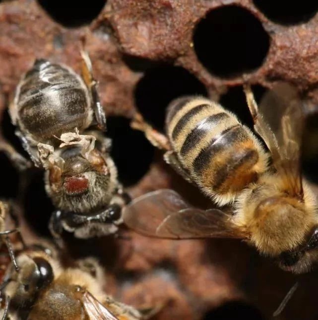 蜂蜜配生姜的作用 蜜蜂病虫害防治 蜂蜜柠檬水的功效 酸奶蜂蜜面膜 蜜蜂图片