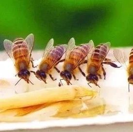 蜜蜂养殖视频 蚂蚁与蜜蜂漫画全集 吃蜂蜜会长胖吗 中华蜜蜂蜂箱 善良的蜜蜂