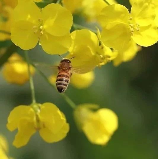 蜜蜂图片 蜜蜂养殖技术视频全集 中华蜜蜂养殖技术 牛奶蜂蜜可以一起喝吗 蜂蜜能减肥吗