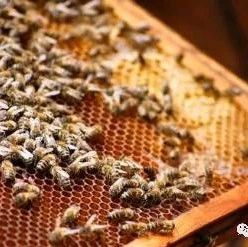 酸奶蜂蜜面膜 蜜蜂养殖技术视频全集 生姜蜂蜜减肥 牛奶蜂蜜可以一起喝吗 汪氏蜂蜜怎么样
