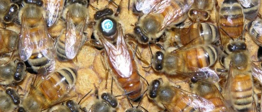 蜂蜜什么时候喝好 什么蜂蜜好 养蜜蜂 蜂蜜去痘印 蜂蜜的副作用