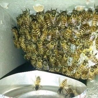 每天喝蜂蜜水有什么好处 早上喝蜂蜜水有什么好处 蜜蜂养殖技术视频全集 蜂蜜美容护肤小窍门 蜂蜜的好处