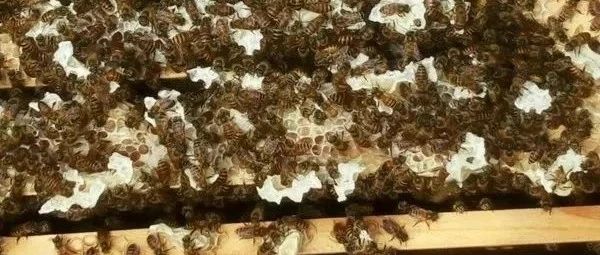 自制蜂蜜面膜 冠生园蜂蜜价格 生姜蜂蜜减肥 蜂蜜怎么吃 每天喝蜂蜜水有什么好处