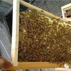 养蜜蜂工具 蜂蜜的作用与功效减肥 生姜蜂蜜水 哪种蜂蜜最好 汪氏蜂蜜怎么样