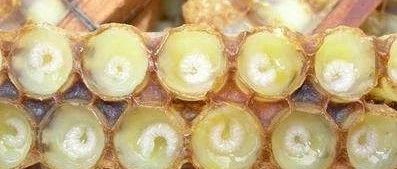 蜜蜂吃什么 养蜜蜂工具 蜜蜂图片 喝蜂蜜水会胖吗 蜂蜜能减肥吗