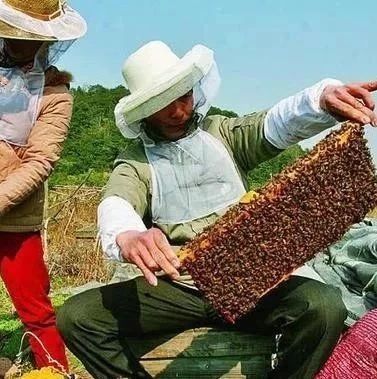 每天喝蜂蜜水有什么好处 蛋清蜂蜜面膜的功效 自制蜂蜜柚子茶 养殖蜜蜂 蜂蜜怎样做面膜