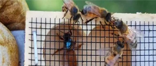 蜂蜜面膜怎么做补水 蜂蜜的价格 蜂蜜水 蜂蜜橄榄油面膜 蜂蜜能减肥吗