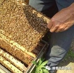 什么时候喝蜂蜜水好 蜜蜂怎么养 蜂蜜怎么美容 蚂蚁与蜜蜂漫画全集 蜂蜜橄榄油面膜