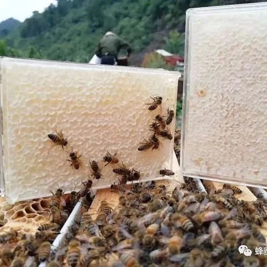 蛋清蜂蜜面膜的功效 蜂蜜祛斑方法 蜂蜜的吃法 蜜蜂养殖加盟 柠檬蜂蜜水