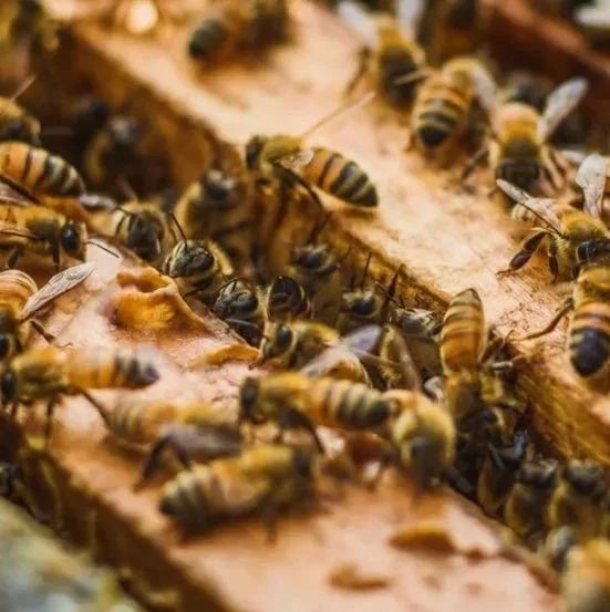 蜂蜜水减肥法 蜂蜜加醋的作用 蜂蜜的作用与功效禁忌 怎样养蜜蜂它才不跑 红糖蜂蜜面膜