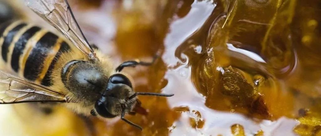 土蜂蜜的价格 蜂蜜怎么美容 生姜蜂蜜减肥 牛奶加蜂蜜 蜂蜜怎样祛斑
