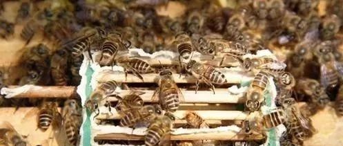 高血糖吃蜂蜜 蜂蜜敷脸 牛奶蜂蜜可以一起喝吗 蜂蜜的作用与功效禁忌 买蜂蜜