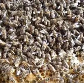 蜂蜜怎么做面膜 酸奶蜂蜜面膜 哪种蜂蜜最好 蜂蜜白醋水 蜂蜜橄榄油面膜
