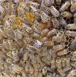 冠生园蜂蜜价格 蜂蜜祛斑方法 蜂蜜面膜怎么做补水 如何养蜜蜂 蜜蜂养殖技术视频全集