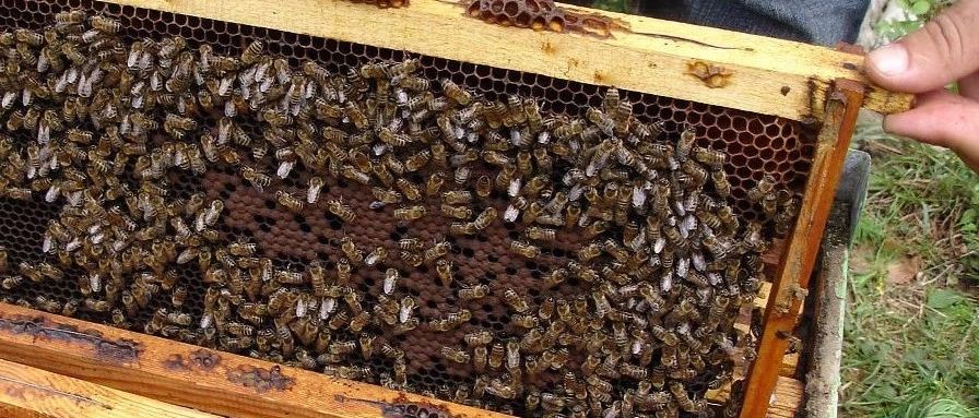 养蜜蜂的方法 中华蜜蜂蜂箱 蜂蜜不能和什么一起吃 每天喝蜂蜜水有什么好处 善良的蜜蜂