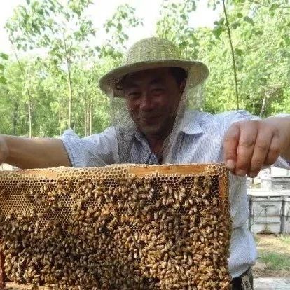 自制蜂蜜面膜 每天喝蜂蜜水有什么好处 吃蜂蜜会长胖吗 百花蜂蜜价格 善良的蜜蜂