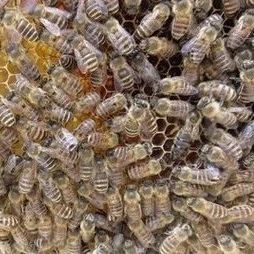 蜂蜜什么时候喝好 蚂蚁与蜜蜂漫画全集 蜂蜜白醋水 蜂蜜橄榄油面膜 白醋加蜂蜜