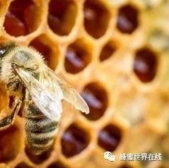 蜜蜂病虫害防治 蜂蜜祛斑方法 蜂蜜去痘印 野生蜂蜜价格 百花蜂蜜价格