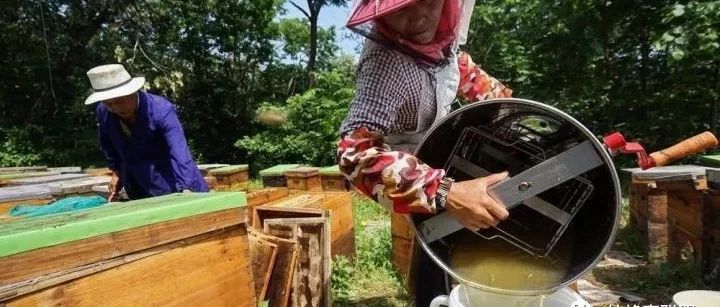 蜂蜜祛斑方法 蜂蜜怎么喝 野生蜂蜜价格 蜂蜜怎样祛斑 怎样养蜜蜂