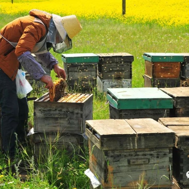 每天喝蜂蜜水有什么好处 蜜蜂怎么养 养殖蜜蜂 生姜蜂蜜祛斑 柠檬蜂蜜水