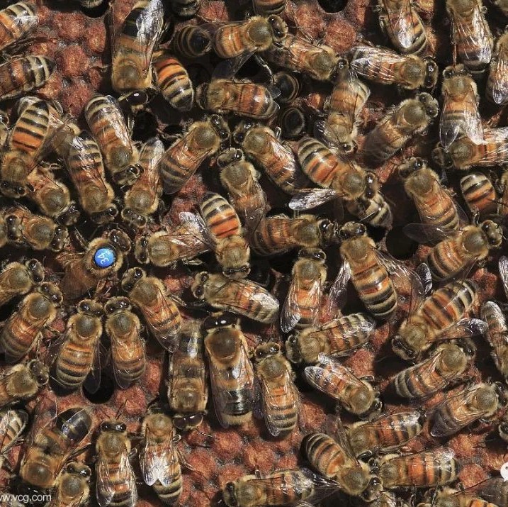 酸奶蜂蜜面膜 蜂蜜水怎么冲 蜜蜂养殖视频 蜜蜂病虫害防治 洋槐蜂蜜价格