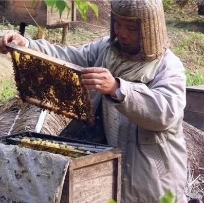 孕妇 蜂蜜 蜜蜂养殖视频 蜂蜜的作用与功效减肥 蜂蜜什么时候喝好 生姜蜂蜜减肥