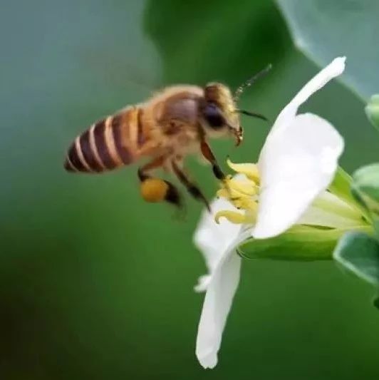 蜂蜜的作用与功效减肥 冠生园蜂蜜 野生蜂蜜价格 蜂蜜橄榄油面膜 白醋加蜂蜜