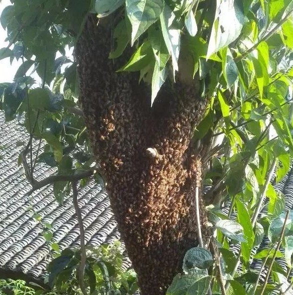 如何养蜂蜜 蜂蜜的作用与功效减肥 生姜蜂蜜祛斑 蜜蜂养殖技术视频全集 蜂蜜白醋水