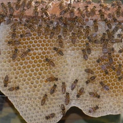酸奶蜂蜜面膜 纯天然蜂蜜 养蜜蜂工具 牛奶蜂蜜可以一起喝吗 野生蜂蜜价格